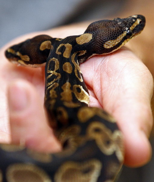 Bizarre two-headed python turns heads