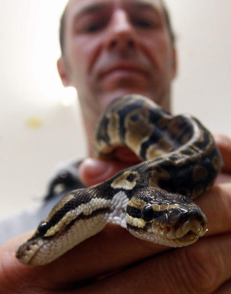 Bizarre two-headed python turns heads