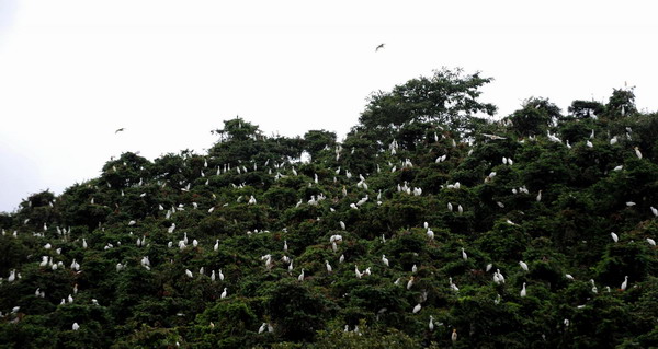 Young egrets drop dead en masse in E China