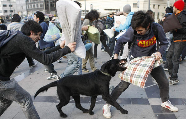 A dog attempts to reach for a pillow during a massive pillow fight, known as 'Pillow fight for a best education', organised by students in protest against the government in Valparaiso city, about 121 km (75 miles) northwest of Santiago, July 13, 2011. Pillow fight for a best education
