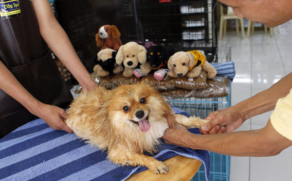 Pomeranian gets massage in Philippines