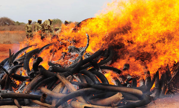 Five tons of smuggled ivory burned in Kenya