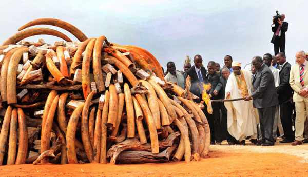 Five tons of smuggled ivory burned in Kenya