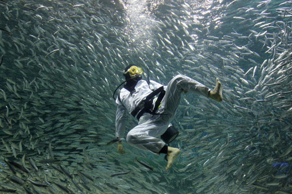 Perform Taekwondo amid sardines