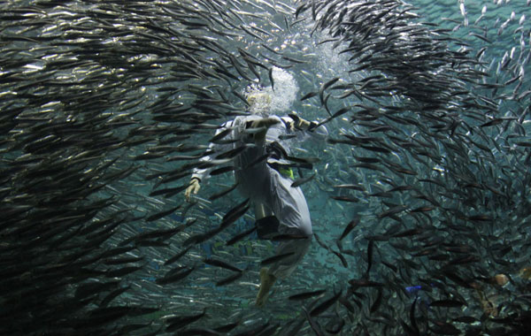 Perform Taekwondo amid sardines