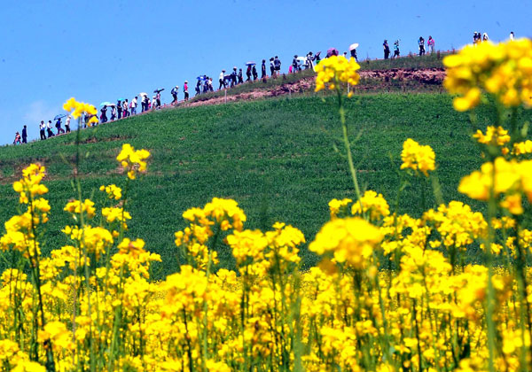 Cole flowers attract tourists to NW China