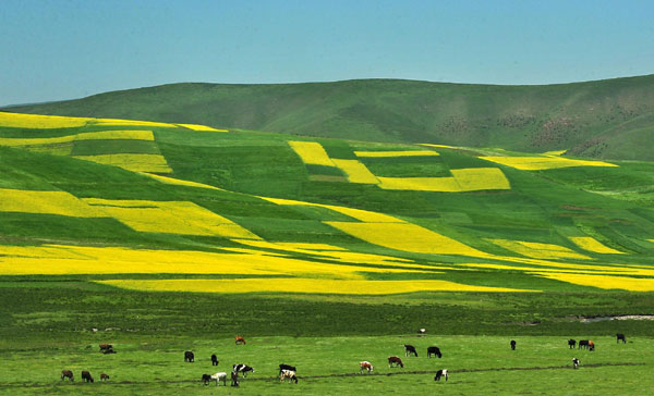 Cole flowers attract tourists to NW China