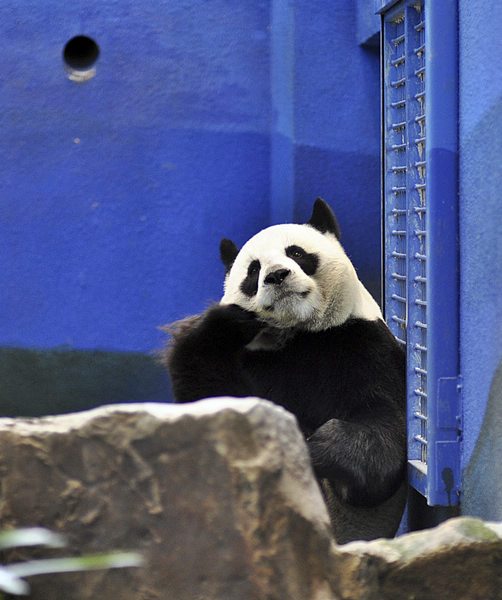 Panda proved not to be pregnant yet in Taipei