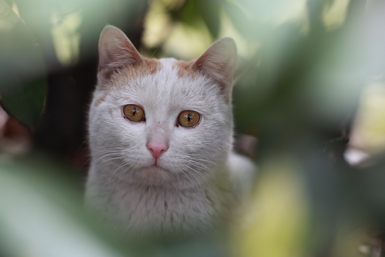 Cui Xiaofang's photography: Lens on cats