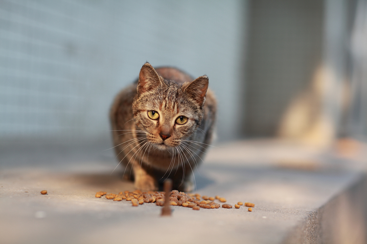 Cui Xiaofang's photography: Lens on cats