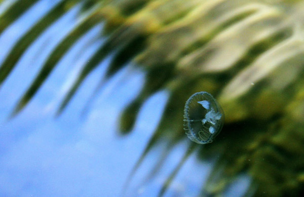 Rare freshwater jellyfish found in Mount Tai