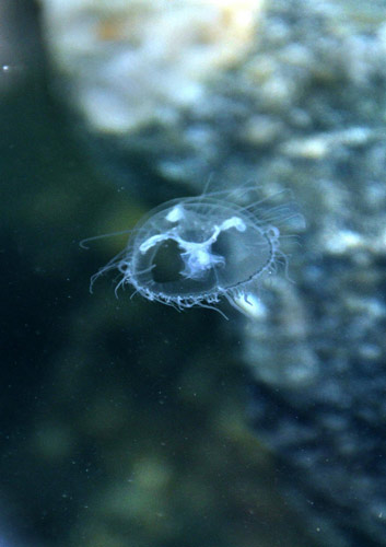 Rare freshwater jellyfish found in Mount Tai