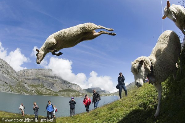 Happy sheep at their festival