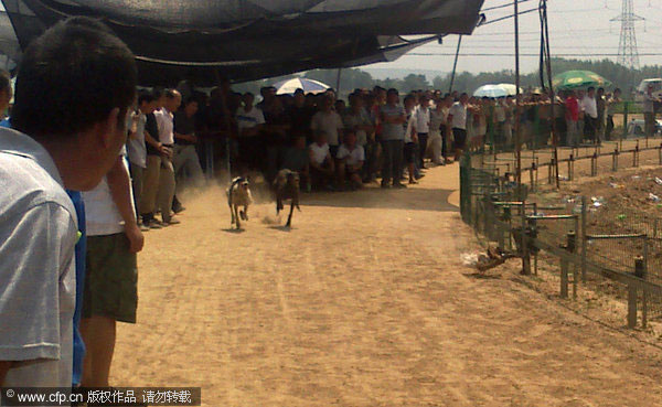 Police shut illegal dog racetrack in NW China