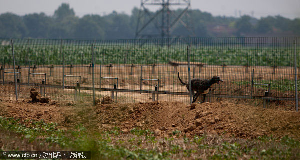 Police shut illegal dog racetrack in NW China