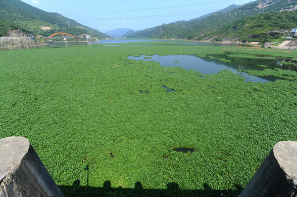 River users battle invasive water hyacinth