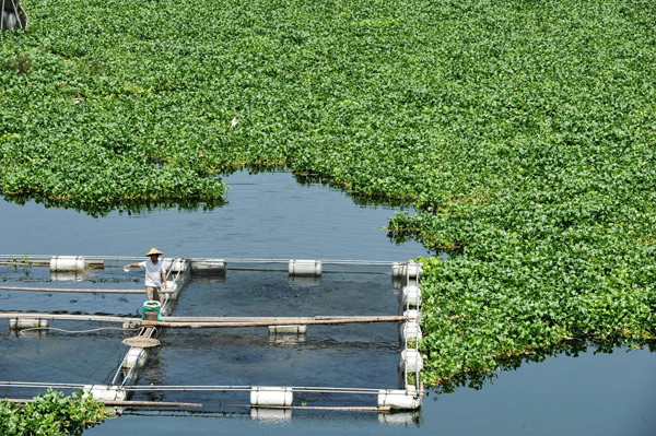 River users battle invasive water hyacinth