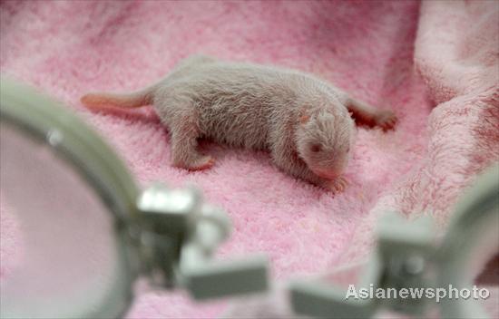 Panda cub makes debut in SW China