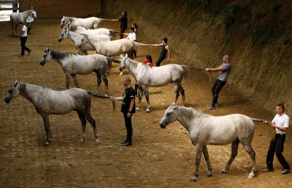 Hungarian equestrians prepare for performance