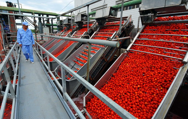 Tomato harvest season comes to Xinjiang