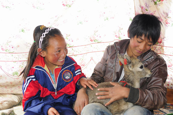 Tibetan girl saves baby sheep