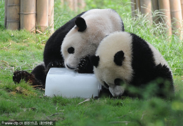 Giant pandas cool off with ice