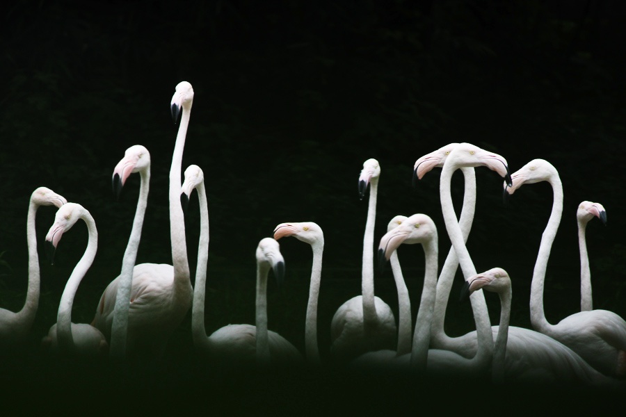 'Rhythm' at Guangzhou Zoo