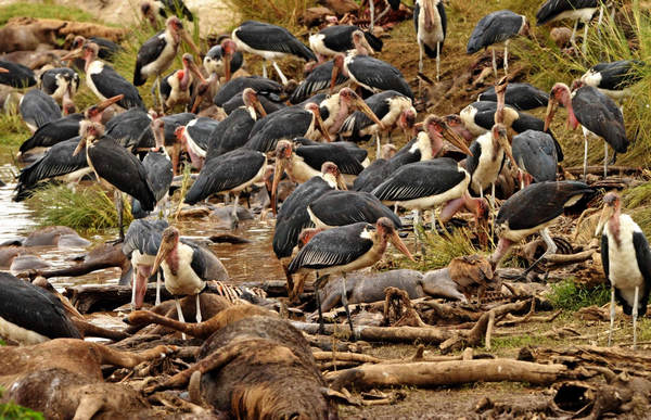 Gnus migrate across Mara River in Kenya