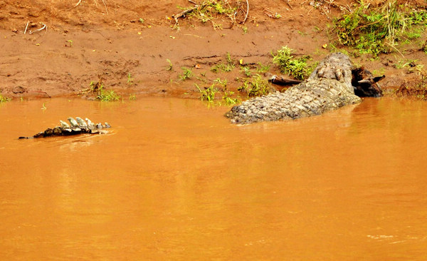 Gnus migrate across Mara River in Kenya