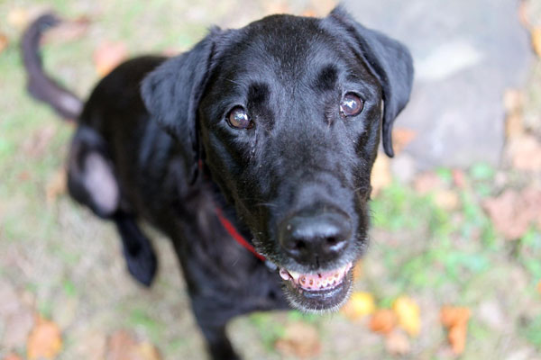 Retired dog of 9/11 keen on search cause