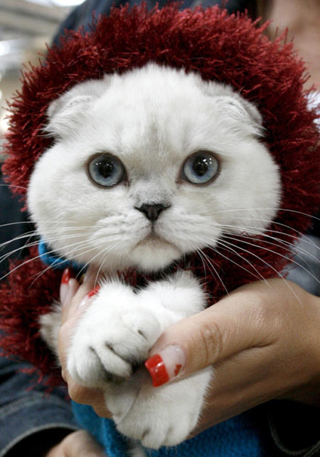 Feline autumnn fashion show in Russia