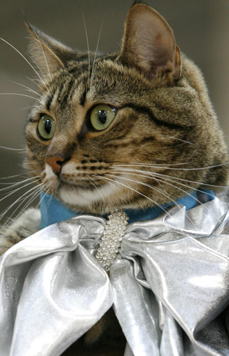 Feline autumnn fashion show in Russia