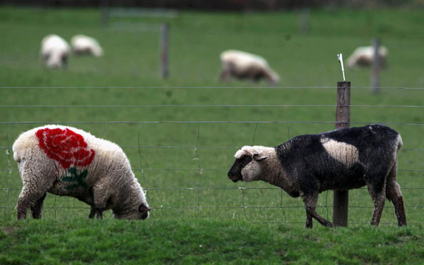 Rugby World Cup sheep
