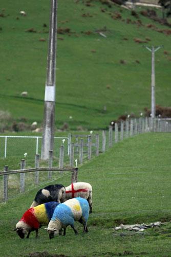 Rugby World Cup sheep