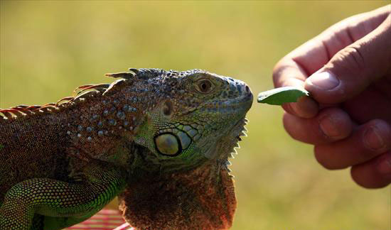 We love reptiles