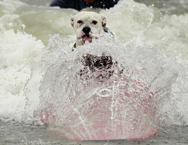 Surf dog contest in California