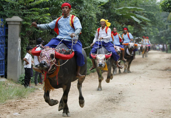 Buffalo-racing ceremony