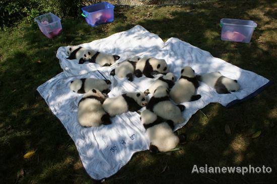 Panda cubs' outdoor debut in SW China