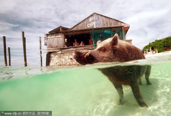 Idyllic life of a pet boar in Bahamas