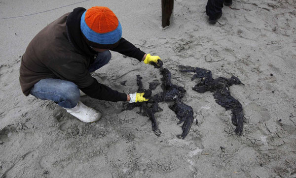 Seabirds die of escaped oil