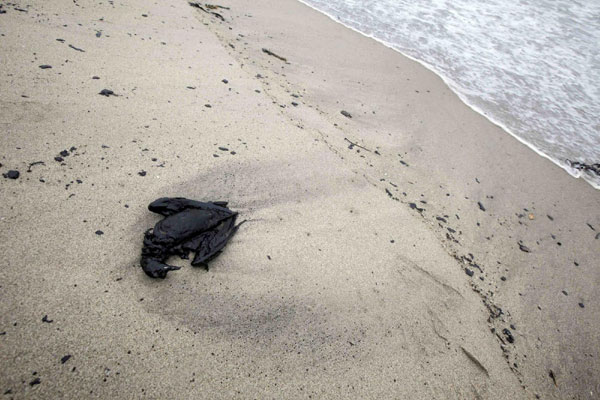 Seabirds die of escaped oil