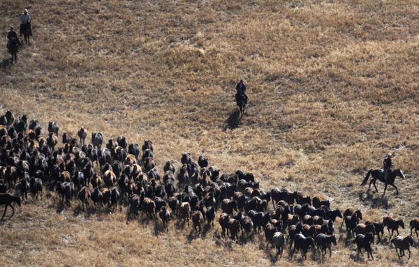 Herdsmen direct horses through the grasslands