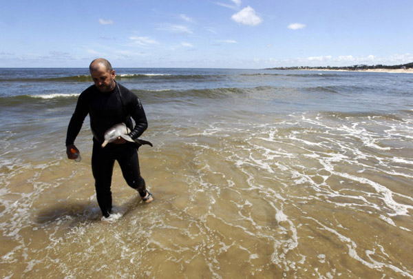 Baby dolphin rescued