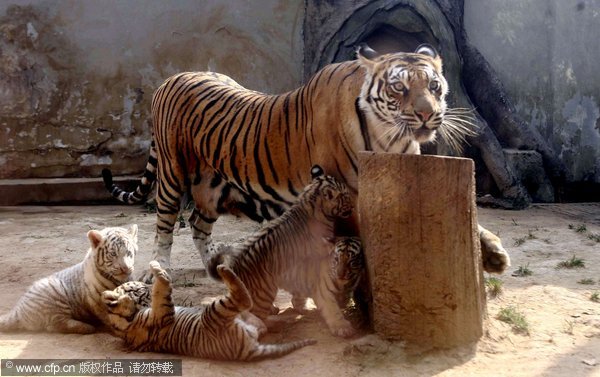 Showtime for tiger quadruplets, E China