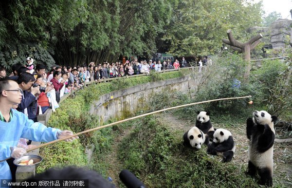 Feeding pole encourages panda exercise