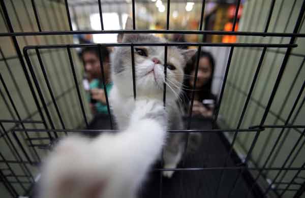 Cat show attracts visitors in Wuhan