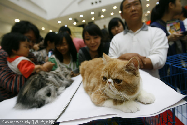 Cat show attracts visitors in Wuhan