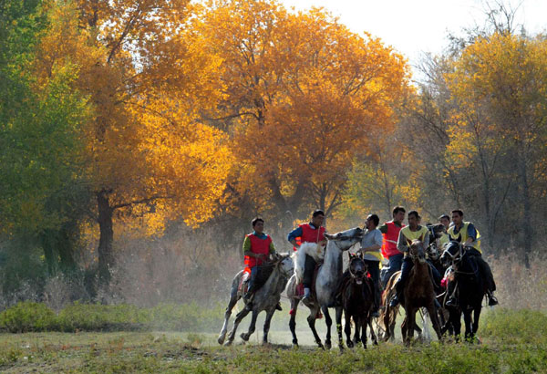 Autumn photos: Xinjiang's poplars