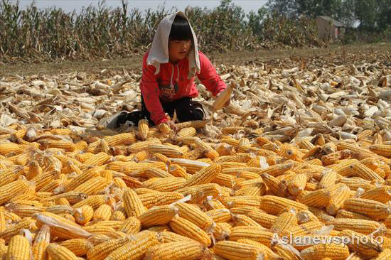Autumn photos: A golden harvest in E China