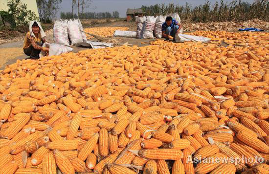 Autumn photos: A golden harvest in E China